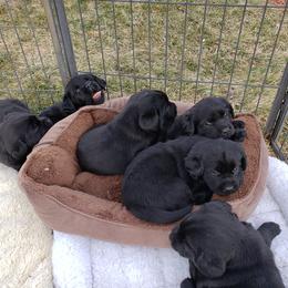 Labrador Retriever Puppies from Remington Labradors