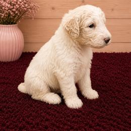 Anna - White female Poodle puppy in Washington, Pennsylvania from Patriotic Poodles