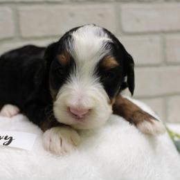 Navy Girl - Tri-color female Bernedoodle puppy in Mississippi from Ewing Acres