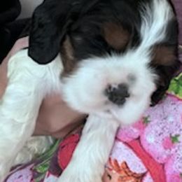 Cocker Spaniels from Southern Family Kennel