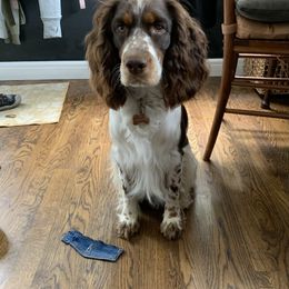 English Springer Spaniel Puppies from RoseMarie James Springer Spaniels