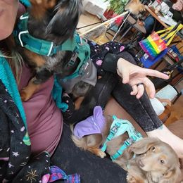 Dachshund All Grown Up from Mini Doxies Love