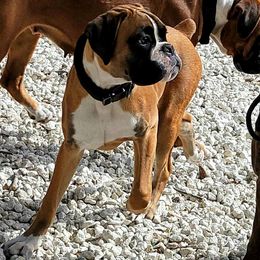 Amora - Boxer