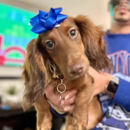 Red - Dachshund