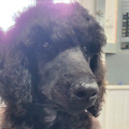 Black Boy - Black male Poodle puppy in Diamond, Missouri from Evening Stars Poodles