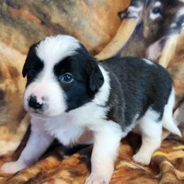 Dew - Black and white female Border Collie puppy in Morgan, Texas from Shooting Star Ranch
