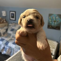 Boy 1 - Blenheim male Cavachon puppy in Ellenville, New York from Lindy’s Cavachons