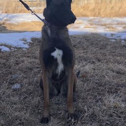 Belgian Malinois All Grown Up from Liberty Malinois