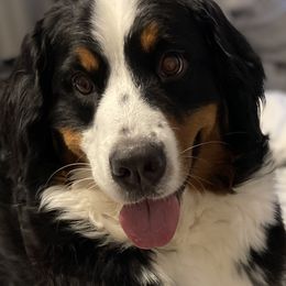 Bernedoodles, Bernese Mountain Dogs, Cavalier King Charles Spaniels, and Goldendoodles from Adventure Doodles Of East TN