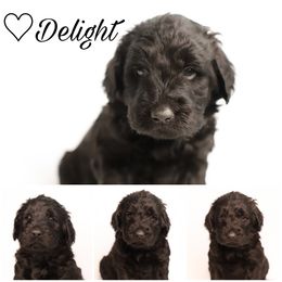 Double Doodle, Goldendoodle, and Sheepadoodle Puppies from Shaw Spring's Canines