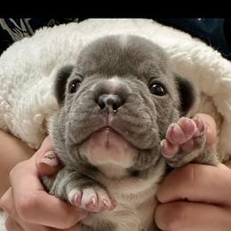 Maverick - Blue male French Bulldog puppy in Pine Township, Pennsylvania from BlueCairo Frenchies