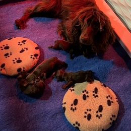 English Cocker Spaniel and Labrador Retriever Puppies from Belews Creek Gundogs