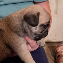 Boy 1 - Fawn male Pug puppy in Woodland, Washington from Moore's Little Pug's
