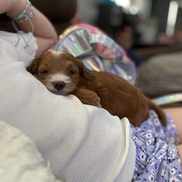 Goldendoodle Puppies from J&J Doodles