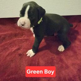 Boxer Puppies from Ashley Rhodes