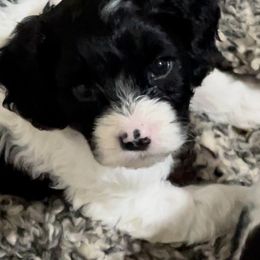 Cavapoo Puppies from Callaway's Cavaliers