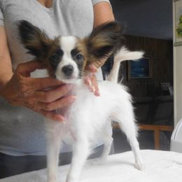 Let's Twist Again - Black red and white male Papillon puppy in Palm Desert, California from Desert Heaven's Papillons