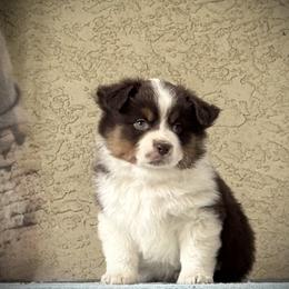 Audit - Red tri-color male Miniature American Shepherd puppy in Spring Valley, California from Trifecta Miniature American Shepherds