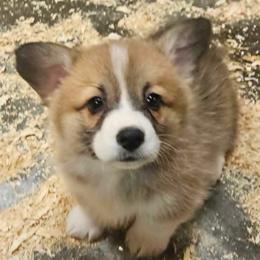 Girl 3 - Red female Pembroke Welsh Corgi puppy in Grand Ledge, Michigan from Denise Hawkins' Corgis, Swedish Vallhunds