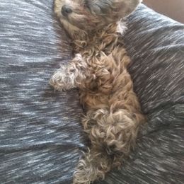 Biewer Terrier Puppies from Licks and Wags