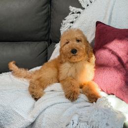 Yellow collar - Apricot male Goldendoodle puppy in Spokane, Washington from Dream Doodles in Spokane WA