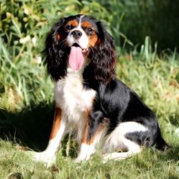 Audi - Cavalier King Charles Spaniel