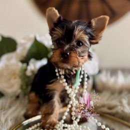Honey (Mini Shop and Hocus Pocus Lineage) - Black and tan female Yorkshire Terrier puppy in Pittsburg, California from Crystal Garden Yorkies