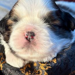 Boy2Duchess - Gold and white male Shih Tzu puppy in Madras, Oregon from Maridee’s ShihTzu