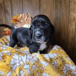 Sunfyre - Black and white female Basset Hound puppy in Valley, Washington from Enchanted Valley Paws