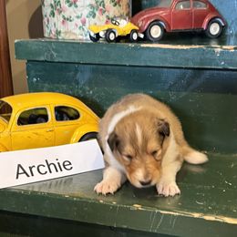Collie Puppies from Brown Acres Collies