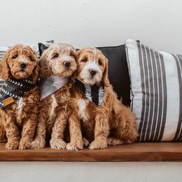Goldendoodle Puppies from Deer Valley Doodles