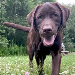 Labrador Retrievers from Morning Glory Labradors