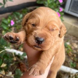 Girl 4 - Golden female Golden Retriever puppy in Cocoa, Florida from Goldens of the Groves LLC.