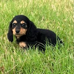 Dash - Black and tan female Dachshund puppy in Paris, Texas from Michel Creek Kennel