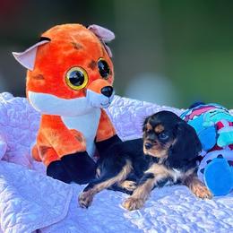 Jonny Boy - Black and tan male Cavalier King Charles Spaniel puppy in Beaverton, Oregon from Feray Valoir cavaliers