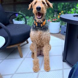 Winnie - Airedale Terrier
