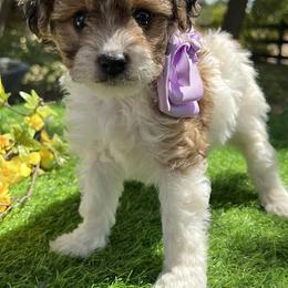 Purple Collar - Chocolate female Goldendoodle puppy in Waterford, California from Windy Hill Doodles