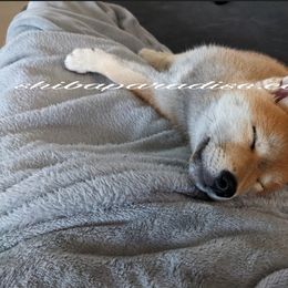 Shiba Inu Puppies from Shiba Paradise