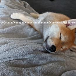 Shiba Inu Puppies from Shiba Paradise