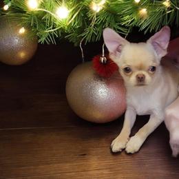 AKC tiny Girl - Fawn and white female Chihuahua puppy in Brooklyn, New York from Nadezhda's Chihuahuas