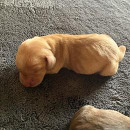 Blondie - Red male Dachshund puppy in Brave, Pennsylvania from Maple Moon Mini Dachshunds