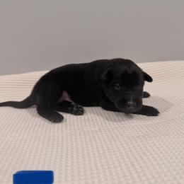 Blue - Black sable male Belgian Malinois puppy in Muskegon, Michigan from Red Acres Working Line K9s