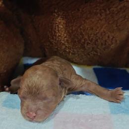Jessi - Red female Cavapoo puppy in Dallas, Texas from Halo's Heroes Doodles