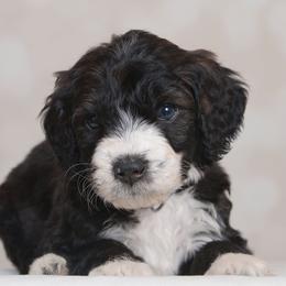 Apollo - Black male Bernedoodle puppy in Guthrie, Oklahoma from Edmond Doodles, LLC