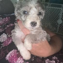 Carolina - Blue merle female Aussiedoodle puppy in Four Oaks, North Carolina from RoseWest Farms