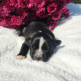 Girl 2 - female Miniature Australian Shepherd puppy in Sandown, New Hampshire from Ashby Lou Aussies