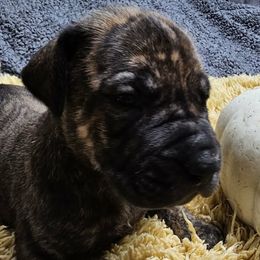 Penne - Brindle female Great Dane puppy in Albany, Oregon from Red Cloud Australian Shepherds and DeGray Great Danes & Bulldogs