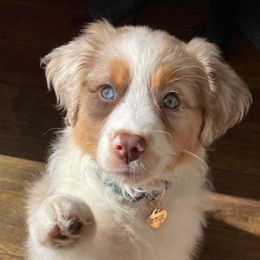 Aussiedoodles and Australian Shepherds from Chandler Mountain Aussies