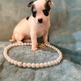 Anna (runt) charting at 3 pound grown - Black and white female Chihuahua puppy in Seneca, Missouri from Stephanie’s Puppy Colony