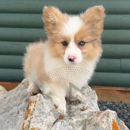 Maddyx - American Corgi
